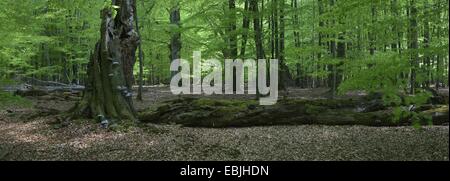 Comune di faggio (Fagus sylvatica), marciume tree snag, Germania, Hesse, Reinhardswald Foto Stock