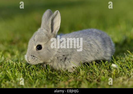 Il coniglio domestico (oryctolagus cuniculus f. domestica), grigio bunny in un prato Foto Stock