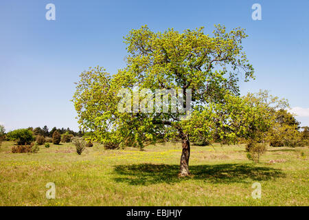 Rovere (Quercus spec.), albero singolo in un prato, in Germania, in Baviera, Maeusberg NSG Foto Stock