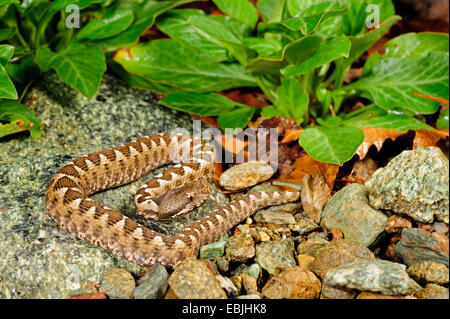 Naso-cornuto viper, vipera cornuta, a becco lungo viper (Vipera ammodytes), capretti, Grecia, Thrakien Foto Stock