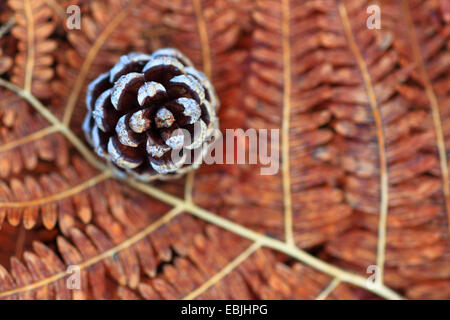 Pino silvestre, pino silvestre (Pinus sylvestris), pigna giacente su un frond asciutto, Regno Unito, Scozia, Cairngorms National Park Foto Stock