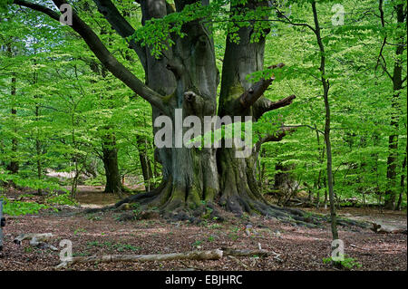 Comune di faggio (Fagus sylvatica), vecchio faggio in primavera, Germania, Hesse, Reinhardswald NSG Foto Stock