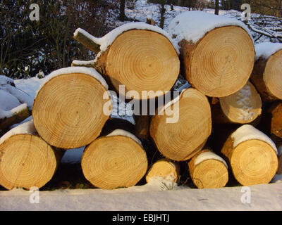 Pino silvestre, pino silvestre (Pinus sylvestris), legno, Germania Foto Stock