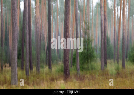 Pino silvestre, pino silvestre (Pinus sylvestris), offuscata tronchi di pini, in Germania, in Sassonia, Oberlausitz Foto Stock