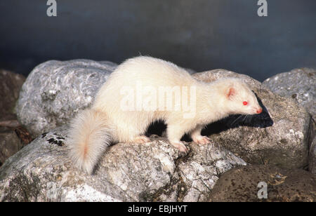 Polecat domestici, domestici ferret (Mustela putorius f. furo, Mustela putorius furo), Albino, Germania Foto Stock