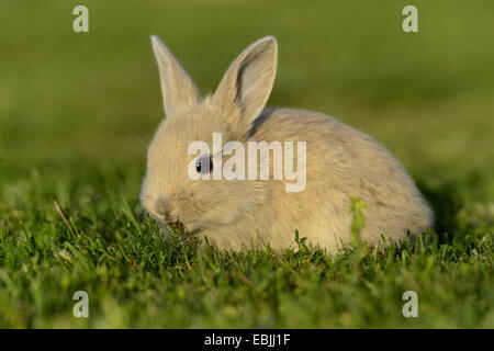 Il coniglio domestico (oryctolagus cuniculus f. domestica), grigio bunny in un prato Foto Stock