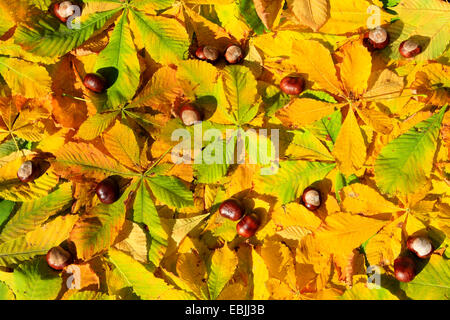 Comune di ippocastano (Aesculus hippocastanum) Frutti e foglie sul terreno Foto Stock