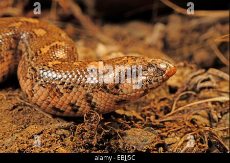 Giavellotto sabbia boa (Eryx jaculus), ritratto, Grecia, Peloponnes Foto Stock