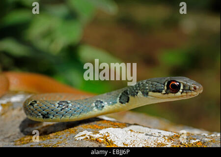 Luce verde-whip snake, Dahl la frusta snake (Coluber najadum dahli, Platyceps najadum dahli), in agguato, Grecia, Peloponnes Foto Stock