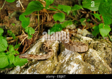 Cat snake, Europeo cat snake (Telescopus fallax), capretti, Grecia, Peloponnes, Mani Foto Stock