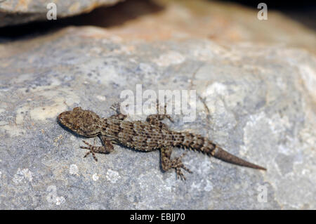 Kotschy's gecko (Mediodactylus kotschyi, Cyrtodactylus kotschyi), seduta su una roccia a prendere il sole, Grecia, Peloponnes Foto Stock