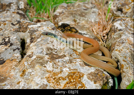 Luce verde-whip snake, Dahl la frusta snake (Coluber najadum dahli, Platyceps najadum dahli), in agguato, Grecia, Peloponnes Foto Stock