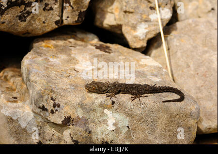 Kotschy's gecko (Mediodactylus kotschyi, Cyrtodactylus kotschyi), seduta su una roccia a prendere il sole, Grecia, Peloponnes Foto Stock