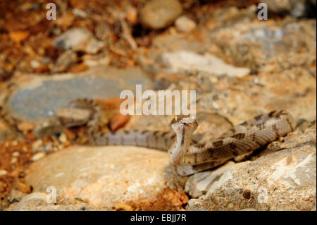 Cat snake, Europeo cat snake (Telescopus fallax), capretti colpetti, Grecia, Peloponnes, Messinien Foto Stock