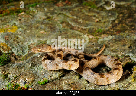 Cat snake, Europeo cat snake (Telescopus fallax), capretti colpetti, Grecia, Peloponnes Foto Stock