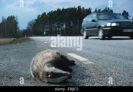 Il vecchio mondo badger, Eurasian badger (Meles meles), abbattuto, Svezia Foto Stock