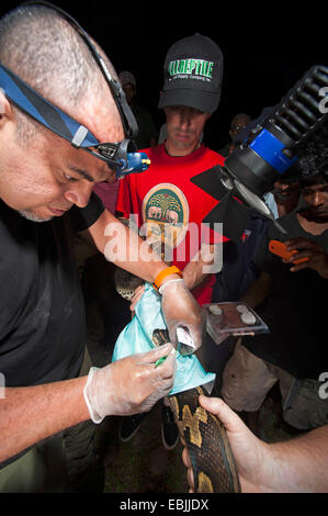 Python birmano, Indiana (Python Python molurus, Python molurus molurus ), cure mediche a un serpente protetta specie, Sri Lanka, Sinharaja Forest National Park Foto Stock