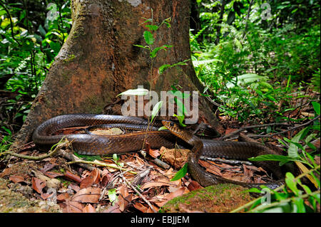 Dhaman, Ratsnake orientali, Orientale Biacco (Ptyas mucosa, Ptyas mucosus), giacente sul terreno, Sri Lanka, Sinharaja Forest National Park Foto Stock