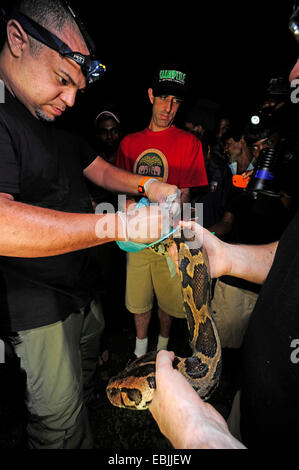 Python birmano, Indiana (Python Python molurus, Python molurus molurus ), cure mediche a un serpente protetta specie, Sri Lanka, Sinharaja Forest National Park Foto Stock