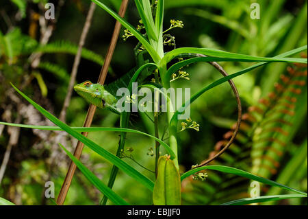 Struttura comune lizard (Calotes calotes), maschio su un impianto, Sri Lanka, Sinharaja Forest National Park Foto Stock