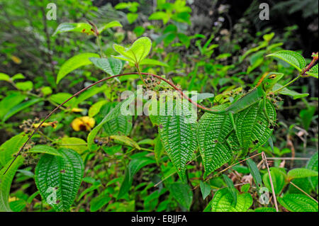 Struttura comune lizard (Calotes calotes), giovane maschio su un impianto, Sri Lanka, Sinharaja Forest National Park Foto Stock