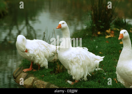 Oca domestica (Anser anser f. domestica), alcuni Sebastopol oche in un lago Foto Stock