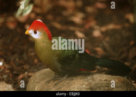 Rosso-crested's Turaco (Tauraco erythrolophus), seduto su di una pietra Foto Stock