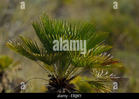 Ventola europeo palm, Mediterraneo palma nana, palma nana (Chamaerops humilis), Maiorca Spagna Foto Stock