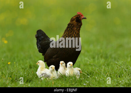 Galli e galline (Gallus gallus f. domestica), Gallina con una settimana di età polli in un prato, Germania Foto Stock