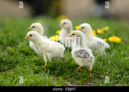 Galli e galline (Gallus gallus f. domestica), una settimana di età polli in un prato, Germania Foto Stock