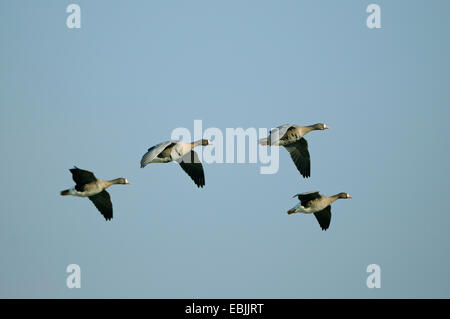 Bianco-fronteggiata goose (Anser albifrons), quattro battenti adulti, in Germania, in Renania settentrionale-Vestfalia Foto Stock