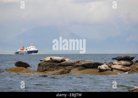 Guarnizione di tenuta del porto, guarnizione comune (Phoca vitulina), vista da Kintyre ad una colonia di foche sulle rocce in acqua con un traghetto a Islay in background, Regno Unito, Scozia Foto Stock