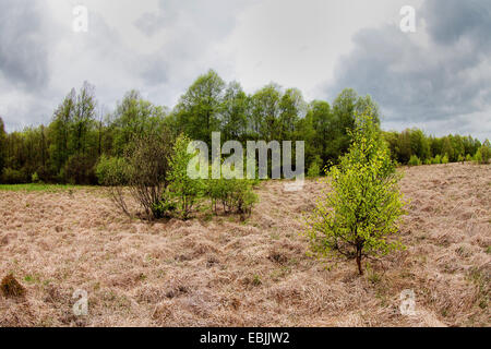 Gli alberi dei Carpazi (Betula pubescens subsp. carpatica), il legno in una melma, Germania, Renania-Palatinato, Bragphenn bei Ormont Foto Stock