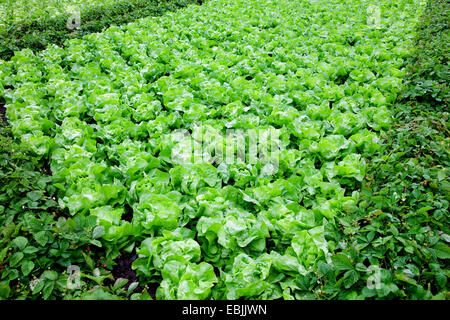 Lattuga cappuccina letto, Germania, Hesse Foto Stock