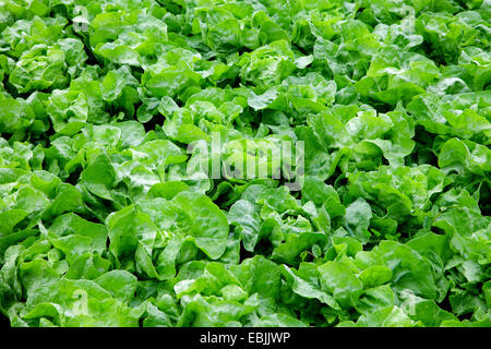 Lattuga cappuccina letto, Germania, Hesse Foto Stock