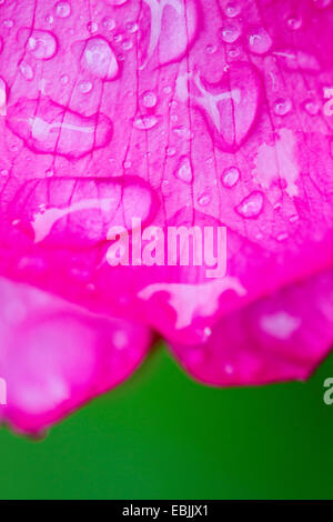 Bocciolo di rosa con raindrop, Germania Foto Stock