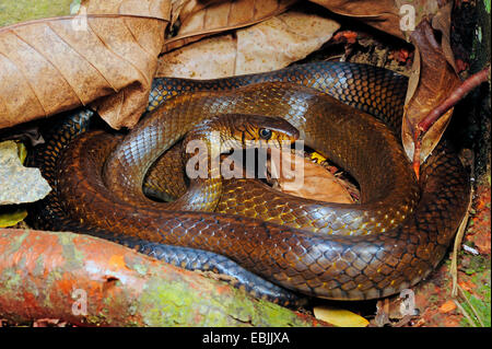 Dhaman, Ratsnake orientali, Orientale Biacco (Ptyas mucosa, Ptyas mucosus), giacente sul terreno, Sri Lanka, Sinharaja Forest National Park Foto Stock