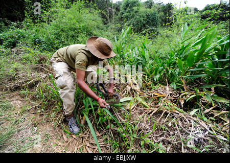 Dhaman, Ratsnake orientali, Orientale Biacco (Ptyas mucosa, Ptyas mucosus), ranger cattura un serpente, Sri Lanka, Sinharaja Forest National Park Foto Stock