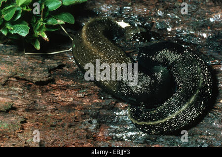 Ash-nero (slug Limax cinereoniger), due animali su legno morto Foto Stock