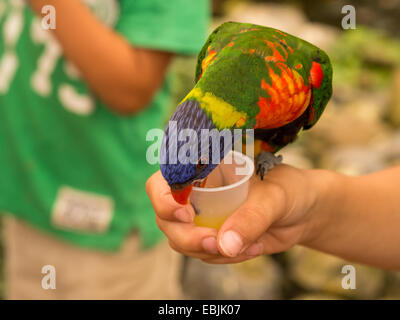 Lori pappagallo forma bere un bicchiere di plastica mentre in piedi su una mano alle persone Foto Stock