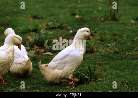 Anatra domestica (Anas platyrhynchos f. domestica), American Pekin anatre in un prato Foto Stock