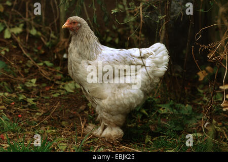 Brahma Pollo (Gallus gallus f. domestica), Gallina sul suolo della foresta Foto Stock