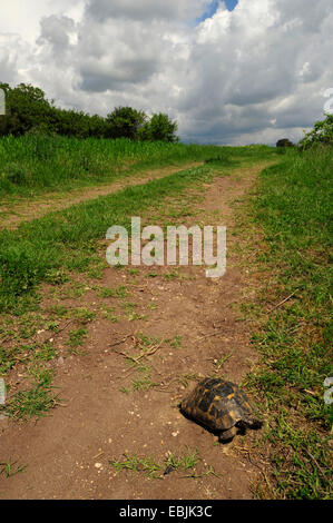 Sperone-thighed tartaruga, sperone mediterraneo-thighed, tartaruga testuggine comune, tartaruga greca (Testudo graeca, Testudo graeca ibera ), su un fieldpath, Grecia, Thrakien Foto Stock