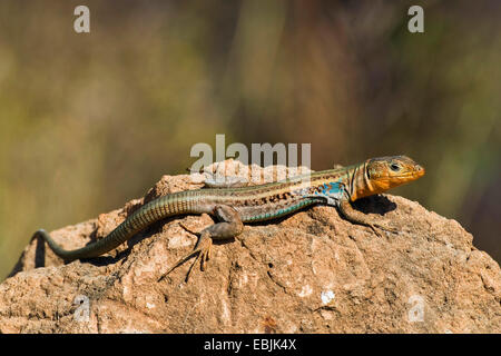 Peloponneso lucertola muraiola (Podarcis peloponnesiaca, Lacerta peloponnesiaca), maschile seduto su una roccia, Grecia, Peloponnes Foto Stock