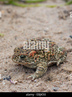Natterjack toad, natterjack, British toad (Bufo calamita), nelle dune al Mare del Nord, Germania Foto Stock