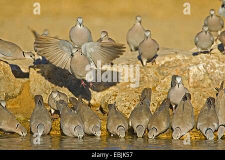 Anello-colomba a collo alto, Capo Tortora Half-Collared Colomba (Streptopelia capicola), bere a waterhole, Sud Africa, Northern Cape, Kgalagadi transfrontaliera Parco Nazionale Foto Stock