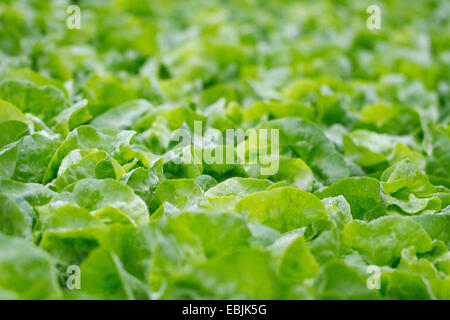 Lattuga cappuccina letto, Germania, Hesse Foto Stock