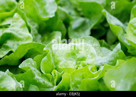 Lattuga cappuccina letto, Germania, Hesse Foto Stock