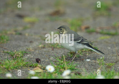 Pied wagtail (Motacilla alba), squeaker seduto su un percorso, Germania Foto Stock