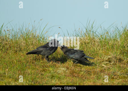 Taccola (Corvus monedula), Adulto alimentazione squeaker ist in un prato, Germania Foto Stock